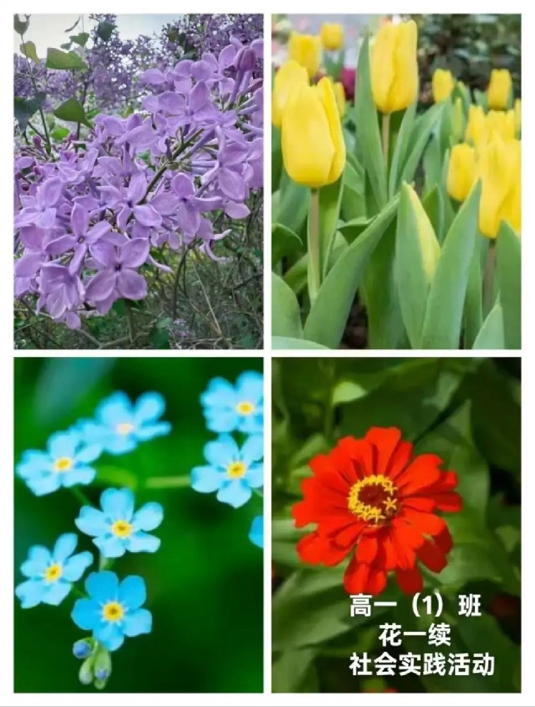 我问春天 你在哪里——郑州优胜实验中学高一年级开展 “寻找春天” 社会实践活动