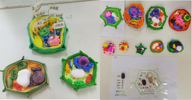 巧手筑微观 探索生命美——我校高一年级生物细胞模型大赛圆满落幕